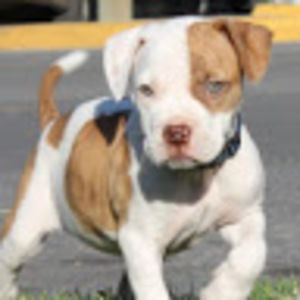 Meet your Posher, Sadie